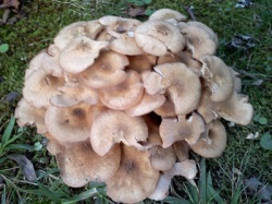 myshrooms